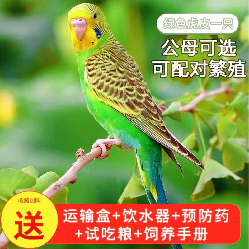 虎皮鹦鹉活体 会说话的虎皮鹦鹉活鸟真鸟手养宠物小型小鸟包健康 手养