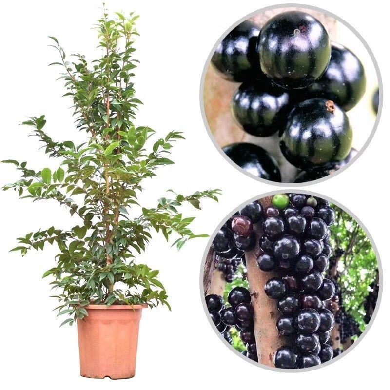 钦满嘉宝果树苗正宗树葡萄苗果树四季艾斯卡沙巴盆栽阳台庭院南北方种