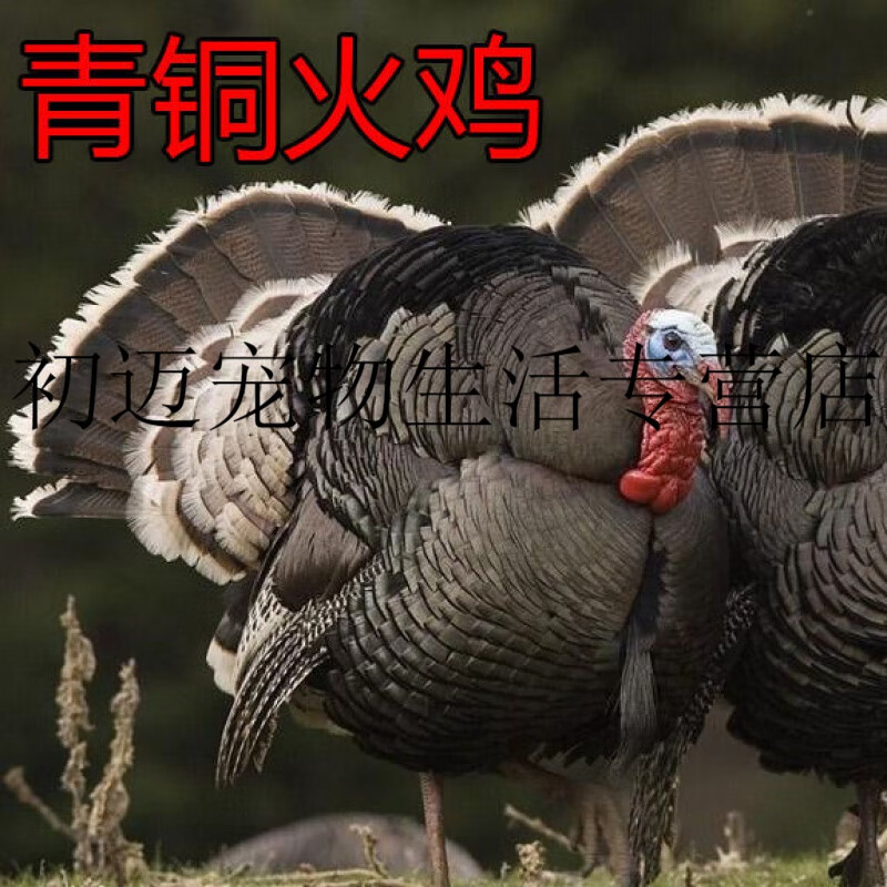 火鸡苗青铜火鸡脱温鸡活体贝蒂那半大脱温巨型尼古拉成年鸡包活 半斤