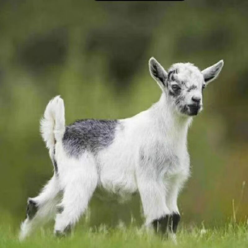 爱潮鸟侏儒羊国产侏儒羊萌宠网红矮小型羊苗迷你宠物羊景区观赏 萌宠