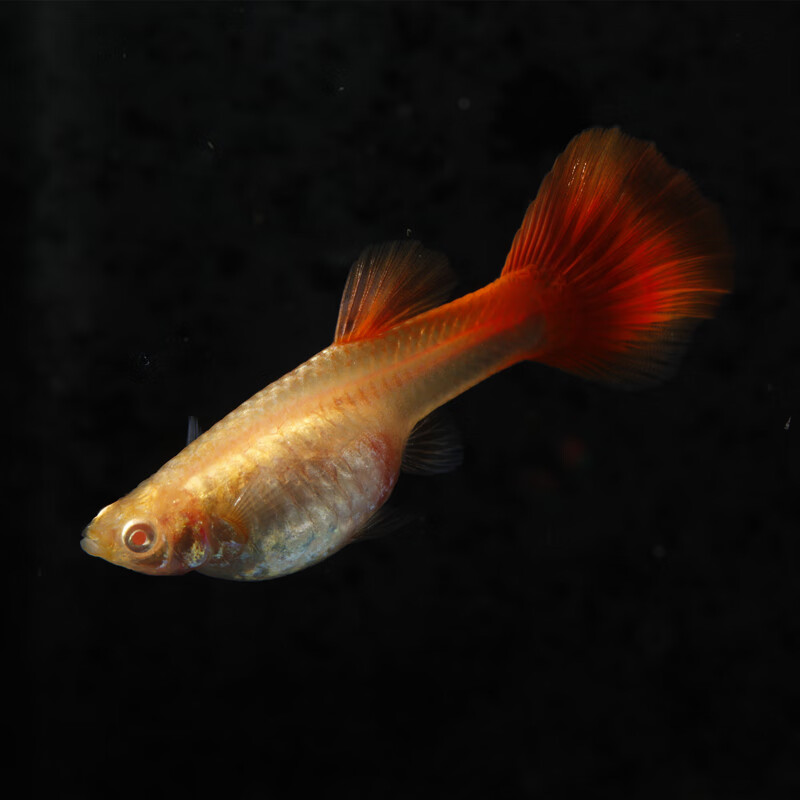血红孔雀鱼血红超大背美国全红白子孕母活体观赏鱼热