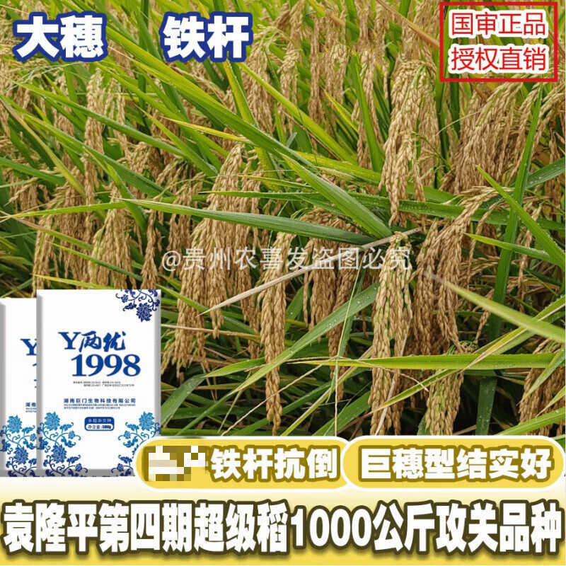 细辛袁隆平水稻y两优1998超稳产杂交水稻种子稳产谷种稻谷稳产长稻种