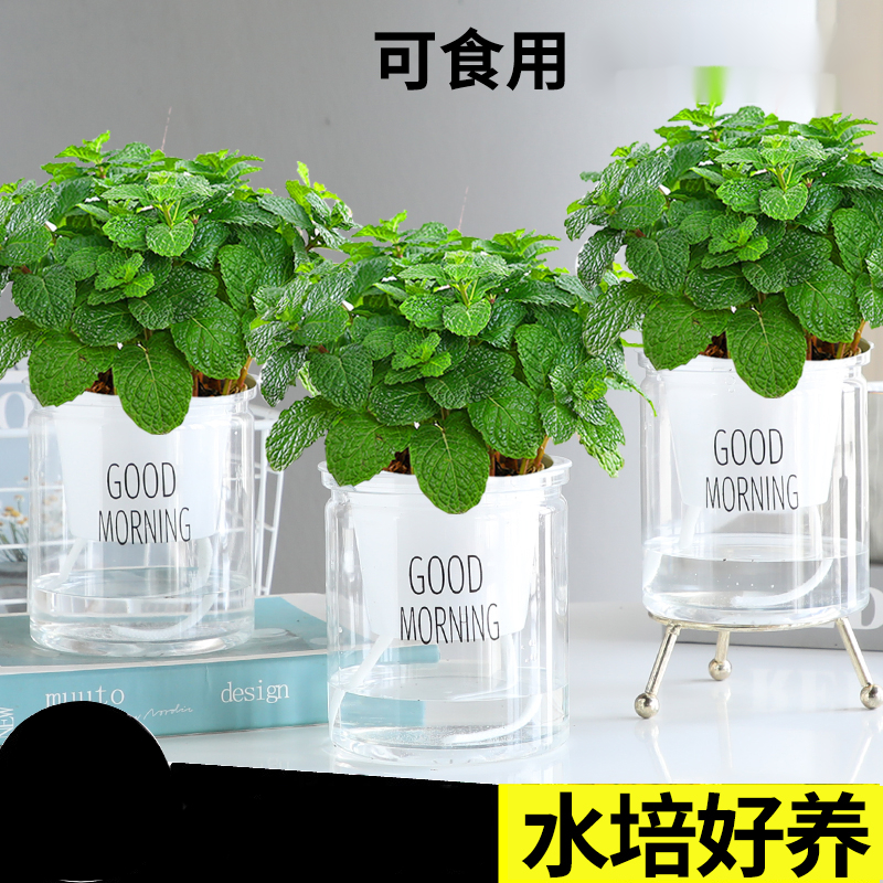 锦枫绿植盆栽薄荷盆栽可食用室内水养水培植物迷迭香草办公室桌面花卉绿植薄荷2盆评测不看后悔,入手使用1个月感受揭露？