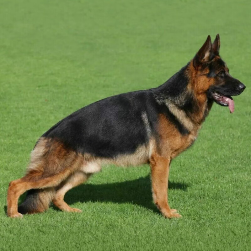 纯种德牧幼犬狗狗活体宠物狗幼崽德国牧羊犬德牧西德东德警犬军犬弓背