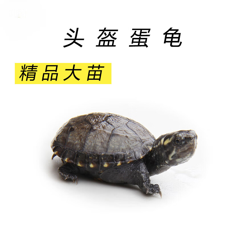 忘己头盔龟蛋龟深水龟活体头盔蛋龟小龟 全品苗2cm