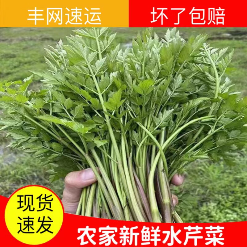 山间果好农家自种新鲜水芹菜当季小叶河芹现摘嫩绿香芹应季蔬菜整箱速