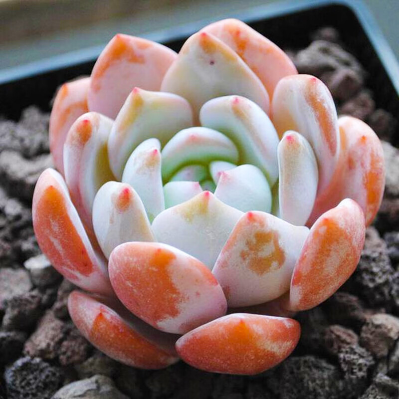 橙梦露芙蓉雪莲大单头多肉植物肉肉植物萌肉肉组合盆栽 橙梦露3-5 不