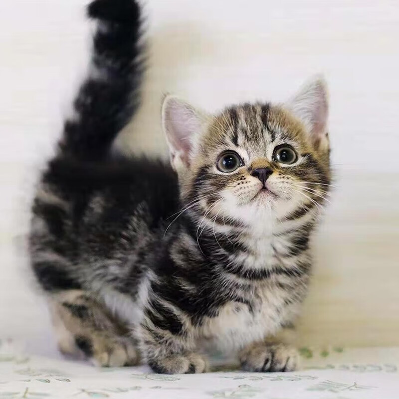 玄宠美国短毛猫幼猫活体美短猫虎斑猫美短幼猫美短标斑美短加白起司