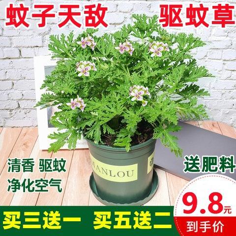 驅(qū)蚊草天然驅(qū)蚊蟲植物室內(nèi)防蚊香驅(qū)蚊子綠植花卉香葉夏季開花盆栽 驅(qū)蚊草不帶盆