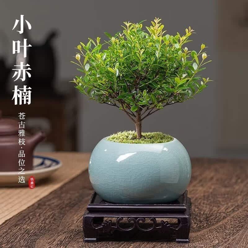 绿植盆栽鲜木小叶赤楠盆景盆栽盆底座随机发 小叶赤楠  瓷盆+苔藓+底座1盆怎么看?