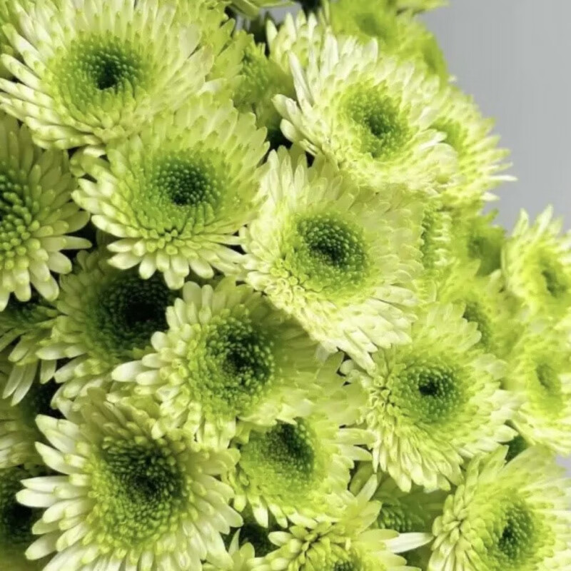 江影清【绿菊】大花九月菊盆栽带花苞千头菊开花绿植室内鲜花直发