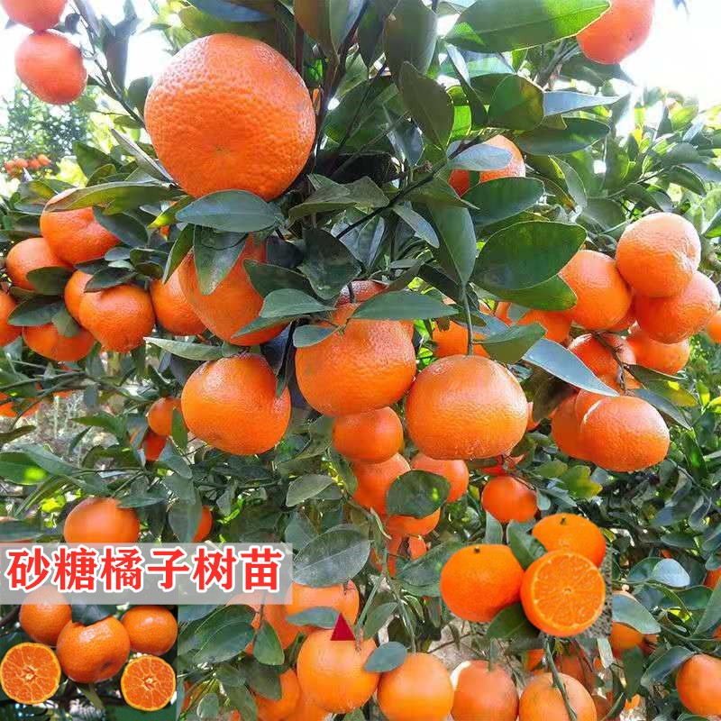 怎么看京东苗木商品的历史价格|苗木价格历史