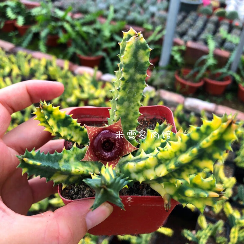江影清萝藦锦多头 开花甜甜圈萝藦科稀有奇异多肉植物小盆栽 甜甜圈