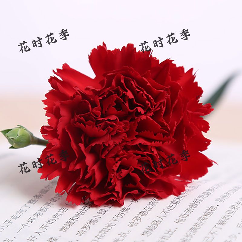 康乃馨花苗 高杆切花康乃馨大花四季开花苗木花卉批发直销 红色(花苗)