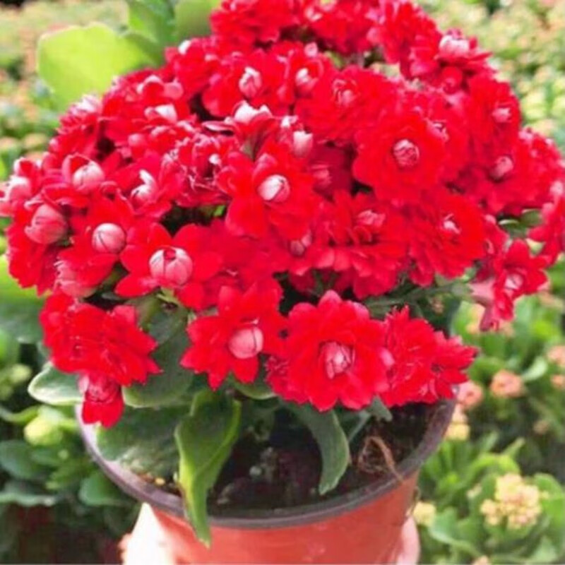 重瓣盆栽苗 多肉盆栽植物 桌面盆栽盆栽 整盆 带盆带土 长寿花红色一