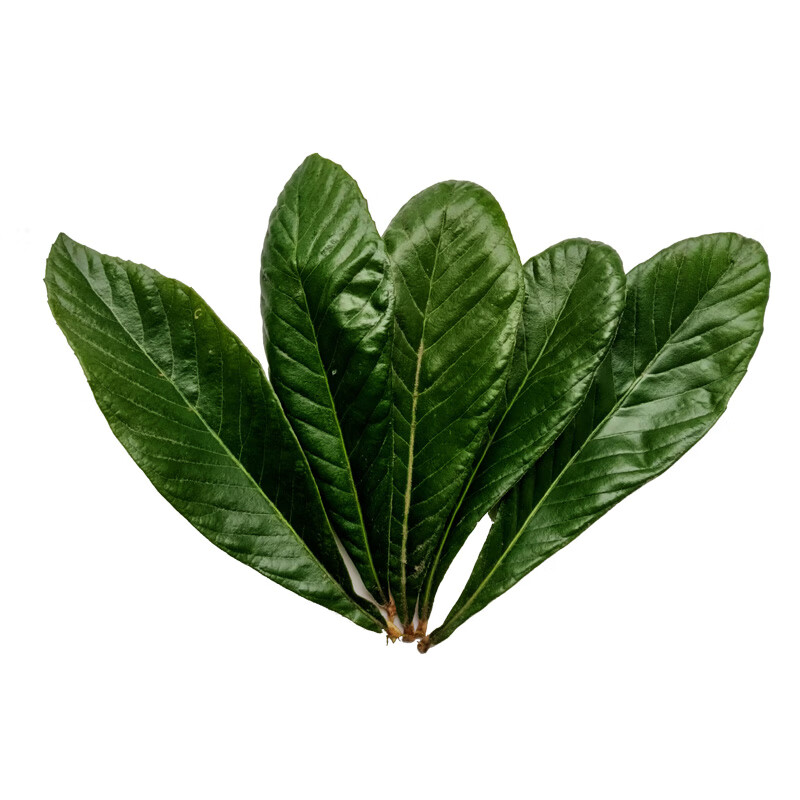 新鲜枇杷叶大叶现摘枇杷叶子无污染野生枇杷叶水果枇杷叶煲汤500g