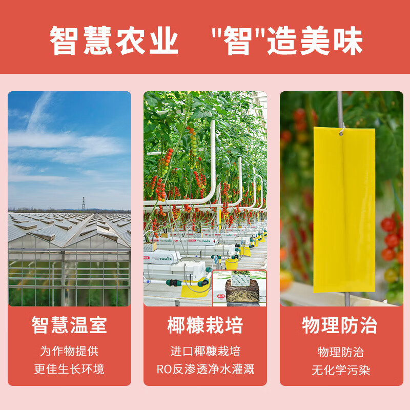 柿一家串收樱桃小番茄1kg/箱新鲜办公室水果零食可生吃小西红柿圣女果 红番茄【到手2盒+送手提袋】 2kg