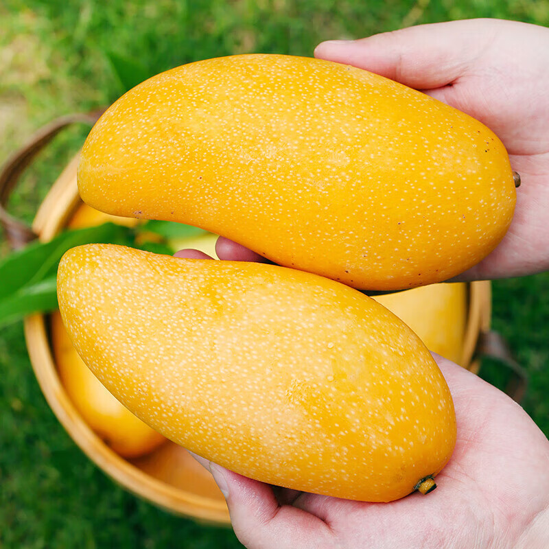 ��ԭũ�� ���Ͻ��â��â��  4.5�� -5�� ���ص���200g+