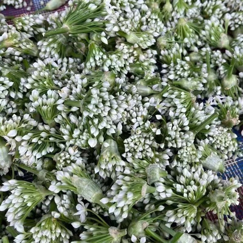 26年头茬韭菜花新鲜蔬菜现摘现发冰鲜到家韭花新鲜韭菜花韭花花菜 2斤