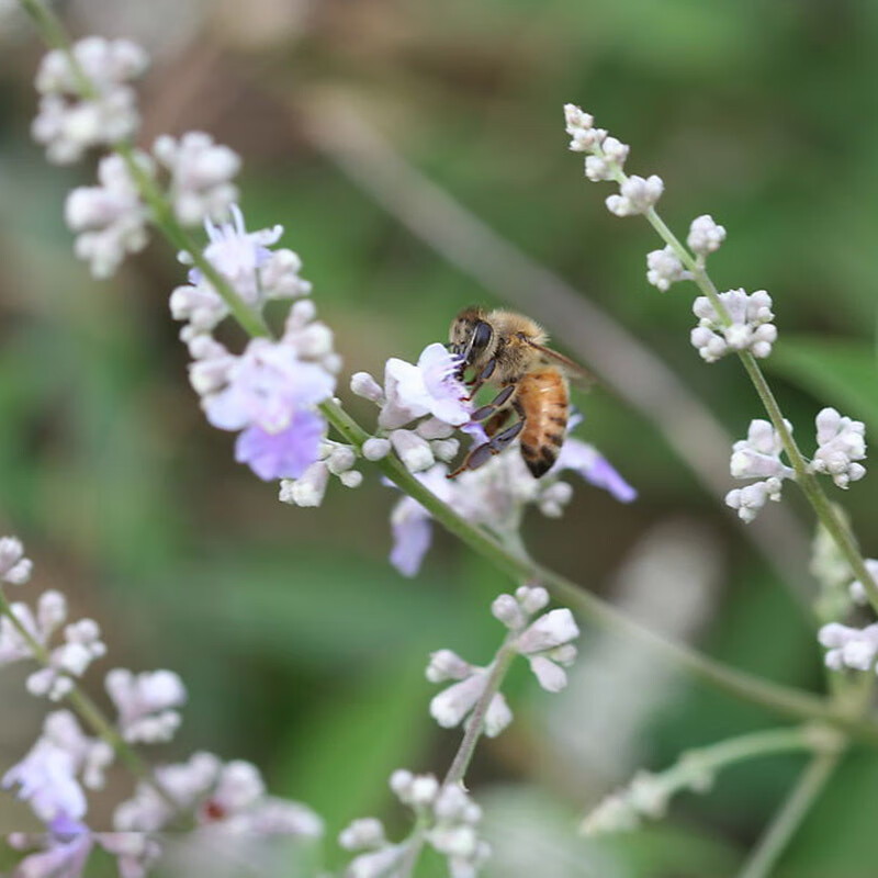 韵久荆条种子 护坡灌木种子 道路护坡 铁路护坡花卉黄荆种子 护坡种子