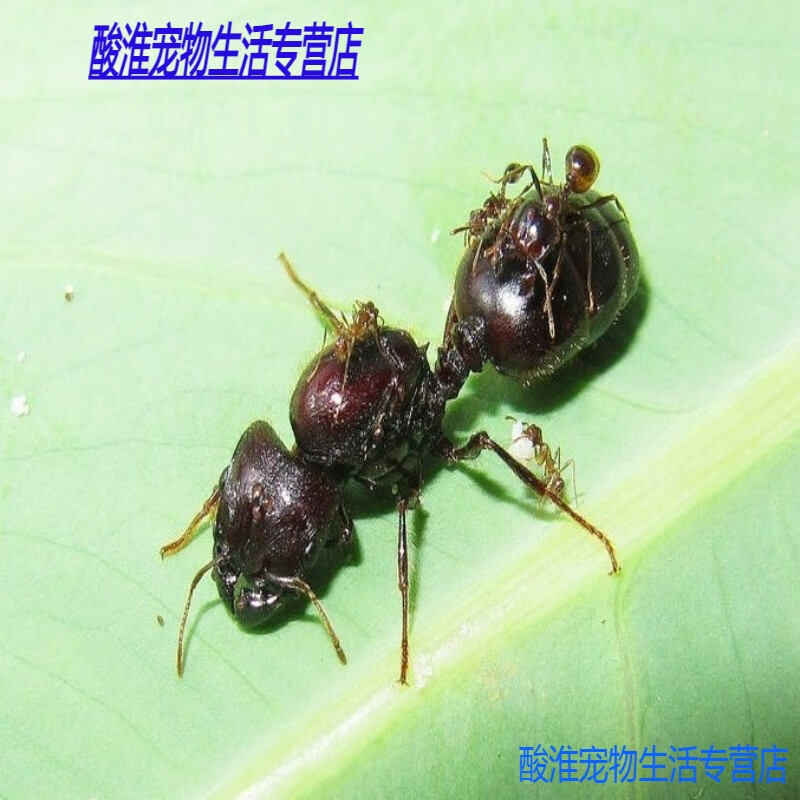 全异巨首蚁 蚂蚁宠物蚂蚁 凶猛好斗 繁殖快 1后 1000工