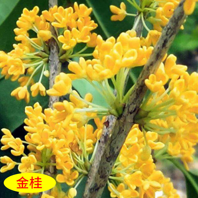 花e流桂花树苗盆栽四季开花庭院桂花树金桂地栽大树丹桂四季桂花浓香