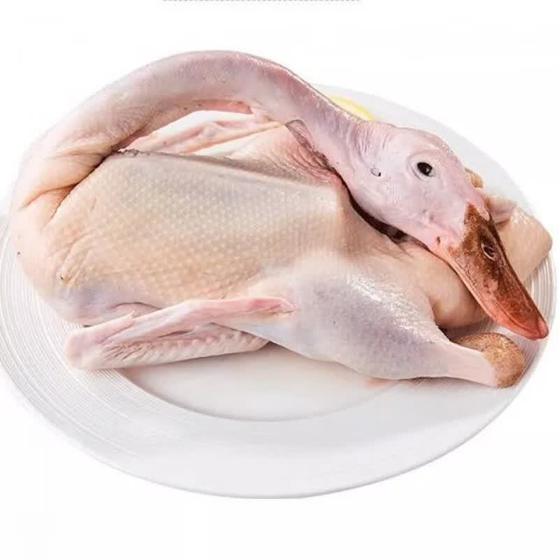 鞠昵鲜农村散养老鸭鸭土鸭草鸭老鸭子活鸭现杀鸭笨鸭鸭子 三年老鸭