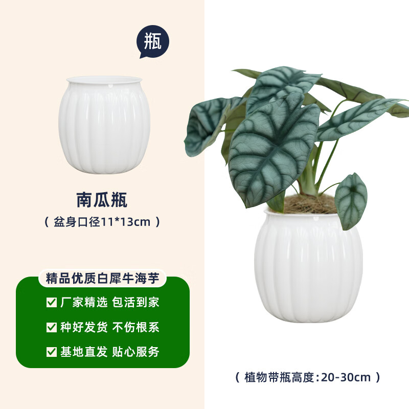 白犀牛海芋白犀牛海芋彩葉芋栽水培植物室內(nèi)客廳辦公好養(yǎng)熱帶綠植 白犀牛海芋20-30cm南瓜瓶 含