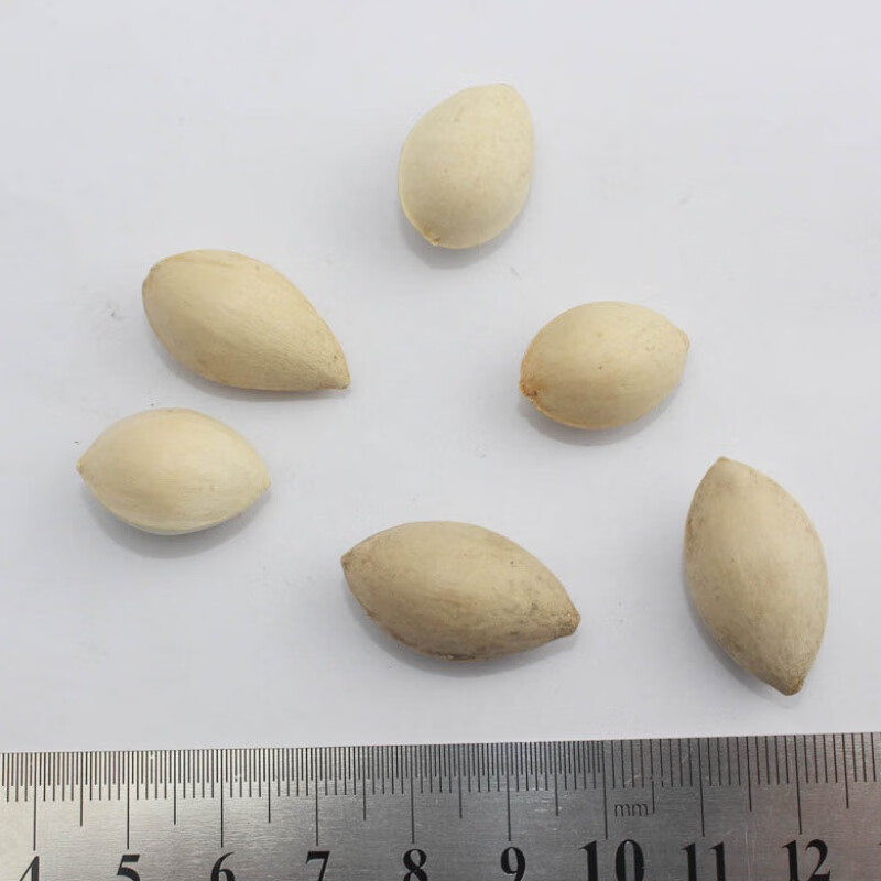 元冬新采种子白果种子银杏树种子绿化苗木树种子白果树银杏籽种子 一