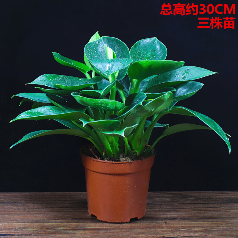 惜林园金钻盆栽绿公主盆栽植物办公室内客厅四季常青好养桌面绿植 绿