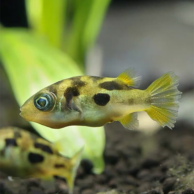 达泽侠鱼巧克力娃娃鱼活体潜水艇蜗虫克星草缸除螺宠物小型热带观赏