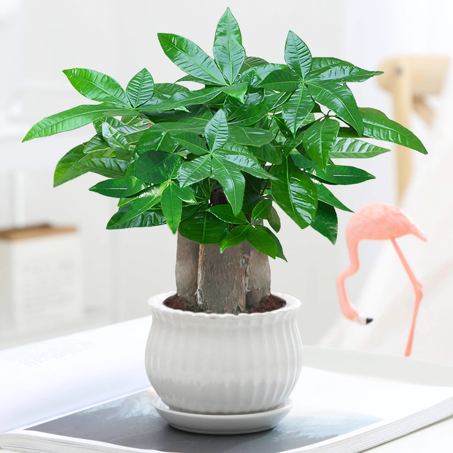 尚洋发财树小盆栽三杆发财树竖纹陶瓷盆绿植办公室吸甲醛水培发财树