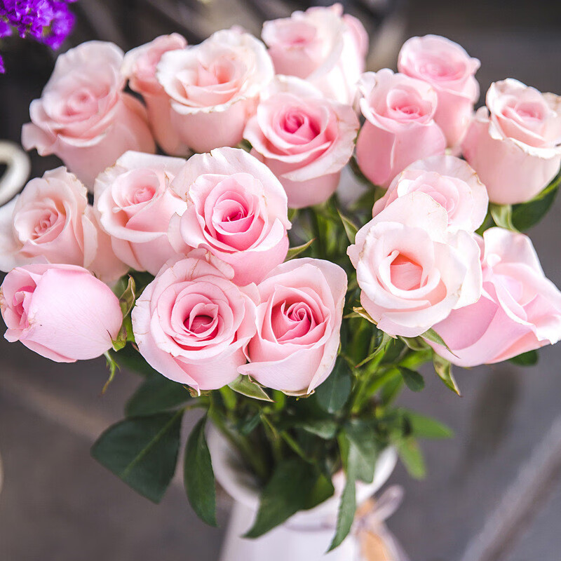 四季香随(sijixiangsui)【荔枝玫瑰花苗】粉色大花切花月季苗阳台庭院