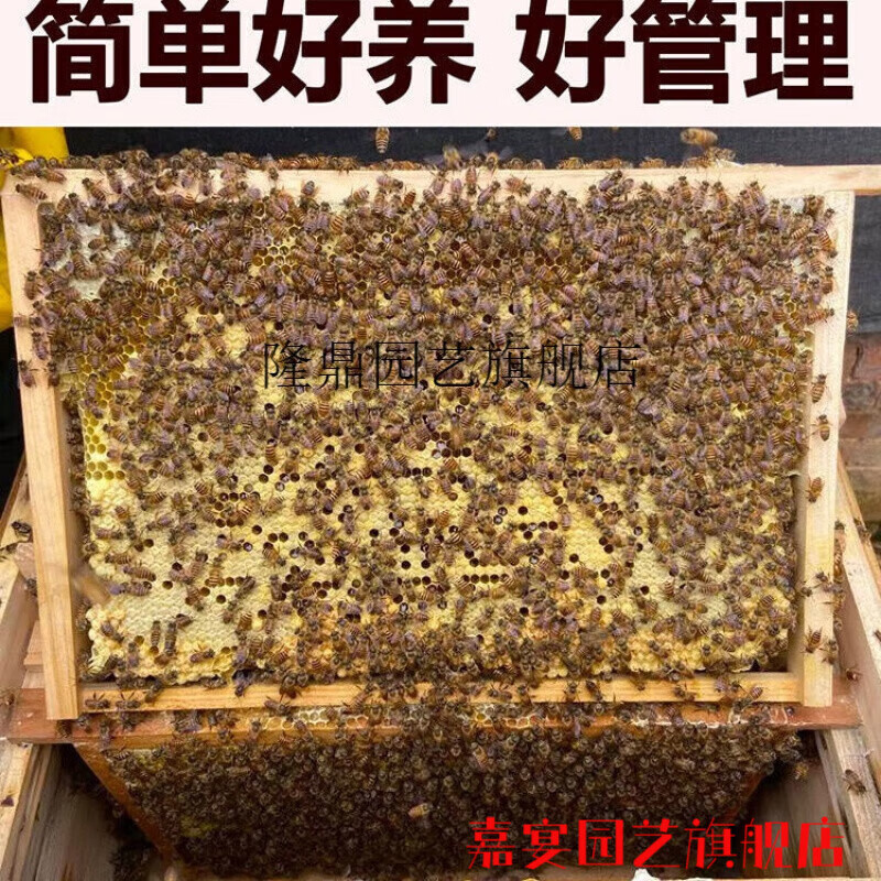 蜜蜂蜂群活体中蜂带王带子脾带箱笼蜂阿坝王种群定制 3500工蜂+原群产卵王+1子脾