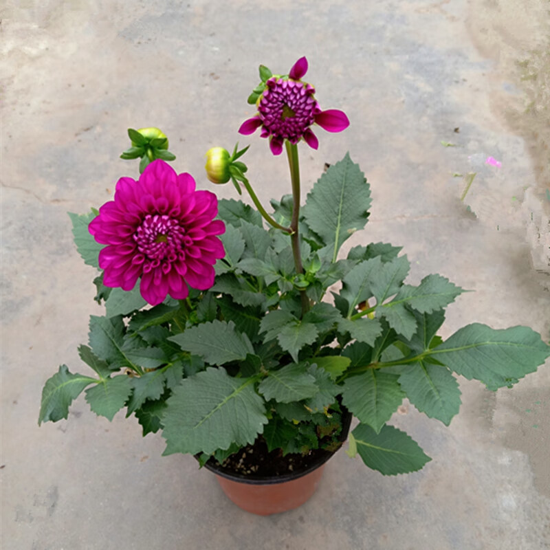 大丽花种球带芽花卉花苗大丽菊球根地瓜花种根大丽花盆栽金色大丽花