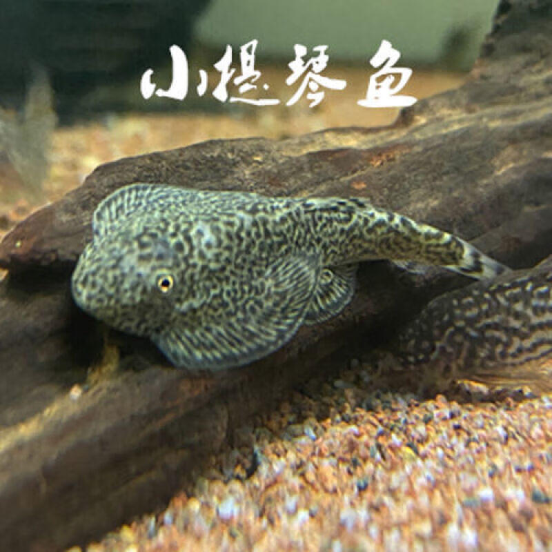 荣郁冷水清道夫琵琶鳅双吸盘贵州爬岩鳅鱼缸除藻工具鱼清理垃圾粪便鱼