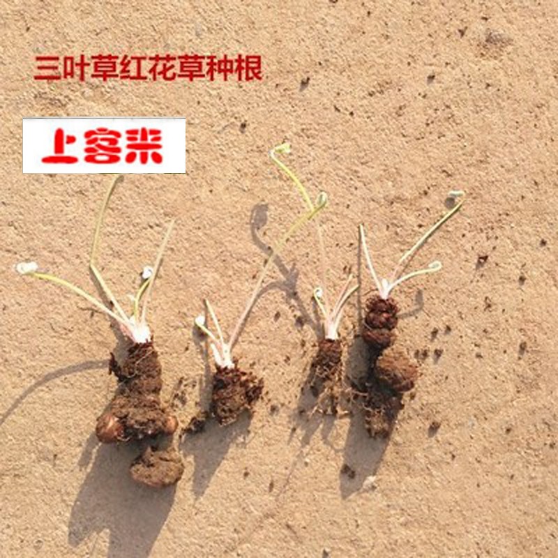 上客来紫花幸运草紫叶酢浆草种球盆栽花卉红花草三叶草种根种球多年生