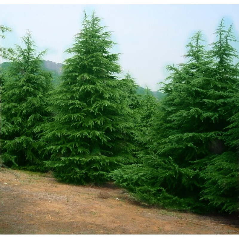 思取雪松树苗雪松苗雪松小苗雪松树苗圣诞树苗宝塔松庭院绿化工程 30