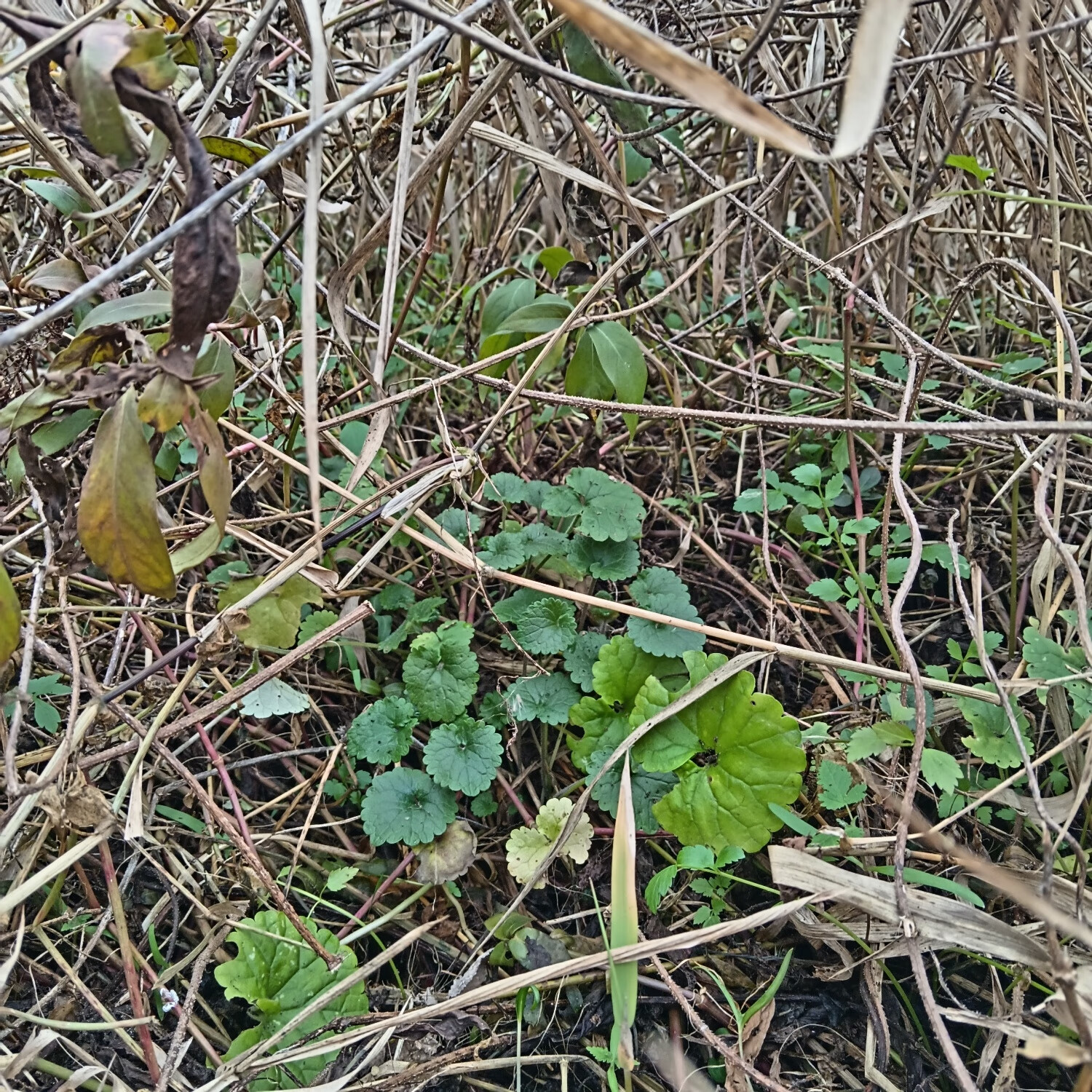 连钱草透骨消活血丹草药白透骨消大透骨消通耳草现采鲜货野生 野生种苗20株