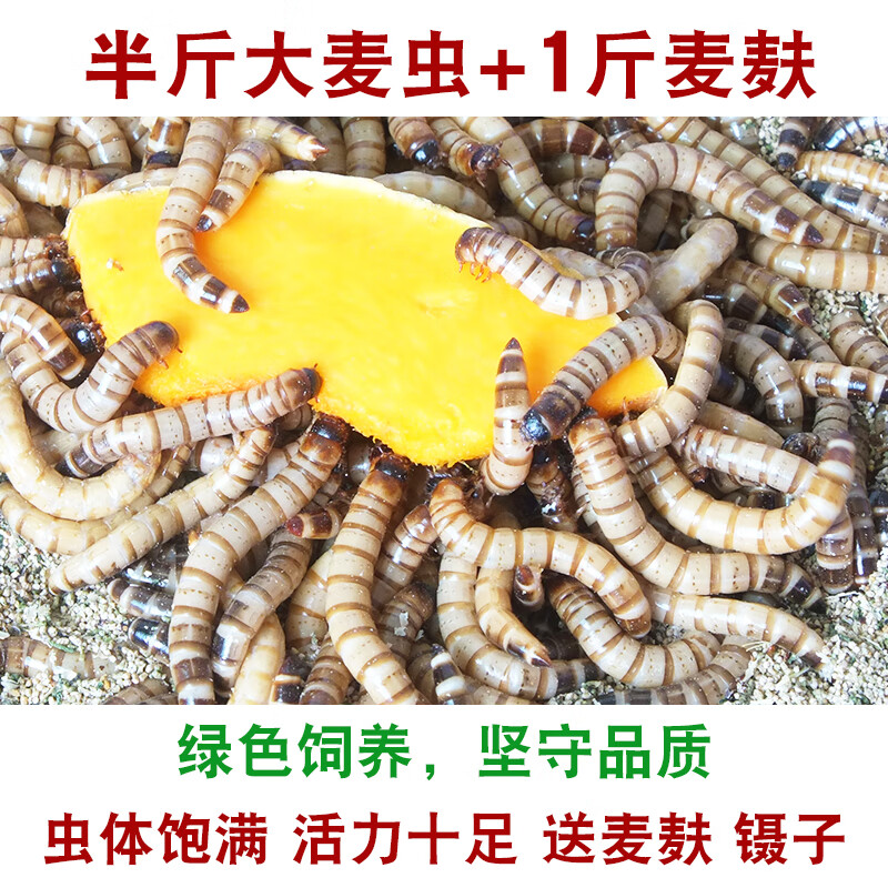 朴彩大麦虫活虫鲜活面包虫黄粉虫金龙鱼饲料活体八哥画眉食物虫子