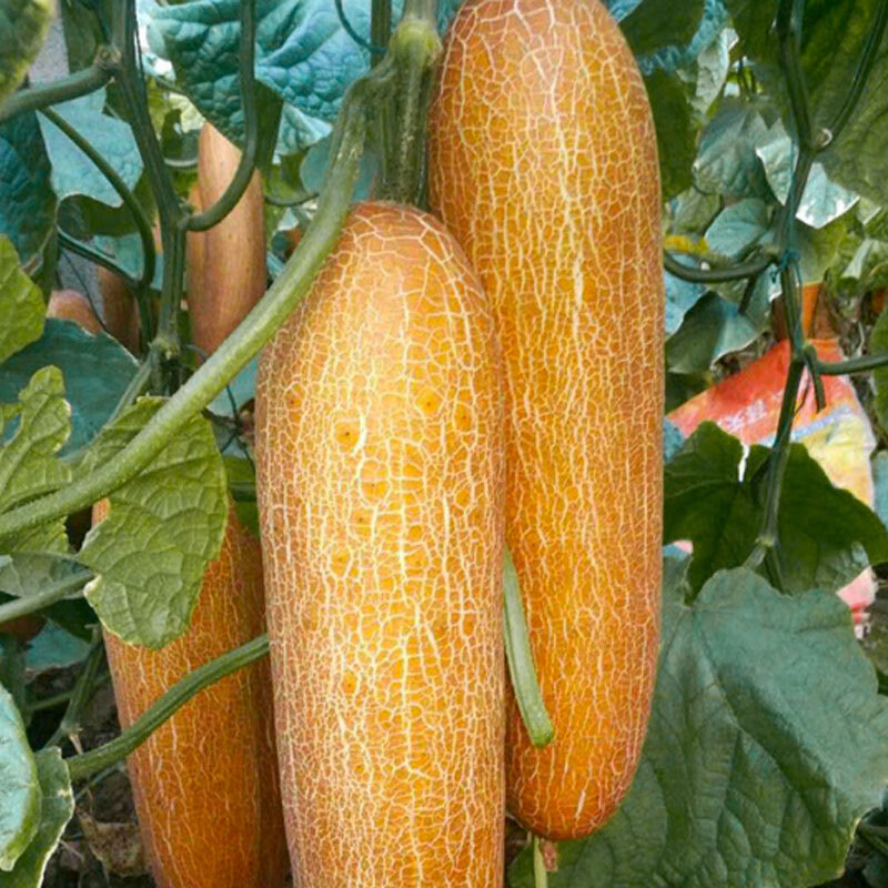 菜苗 相关京东优惠商品排行榜 13 价格图片品牌优惠券 虎窝购