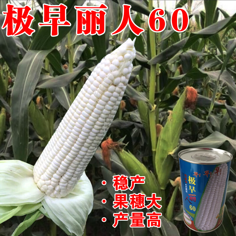 禾之润早丽人60天 白玉米种子 早熟抗病丰产粘玉米甜玉米 甜糯玉米