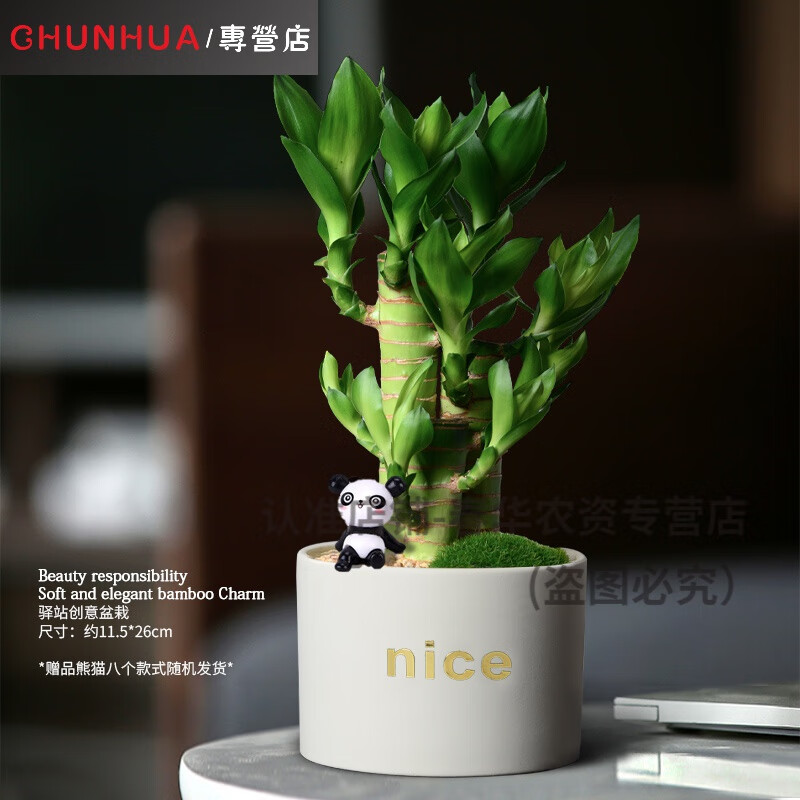 盆栽客厅花卉盆载盘景富贵竹植物桌面土养盆栽客厅绿植室内花 富贵竹