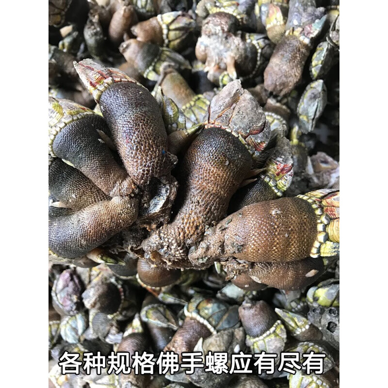 佛手螺鹅颈藤壶贝壳龟足海鲜鲜活特大鬼爪螺狗爪螺狗抓螺鸡爪螺大