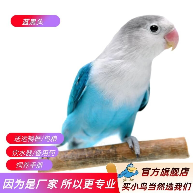 万宠汇 鸟活体虎皮鹦鹉笼养牡丹玄风活鸟会说话手养小太阳鹦鹉和尚鹦鹉 蓝黑牡丹鹦鹉1只（公母备注）使用感如何?