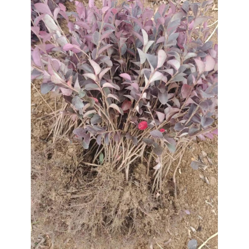 迈乐佳(maleejia)绿篱色块小苗红花继木苗 红桎木 红花继木球 庭院