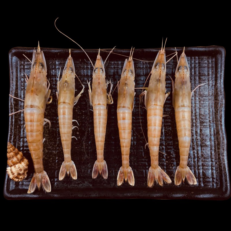 叁时鲜 沙鲈虾500g鲜冻沙虾 500g