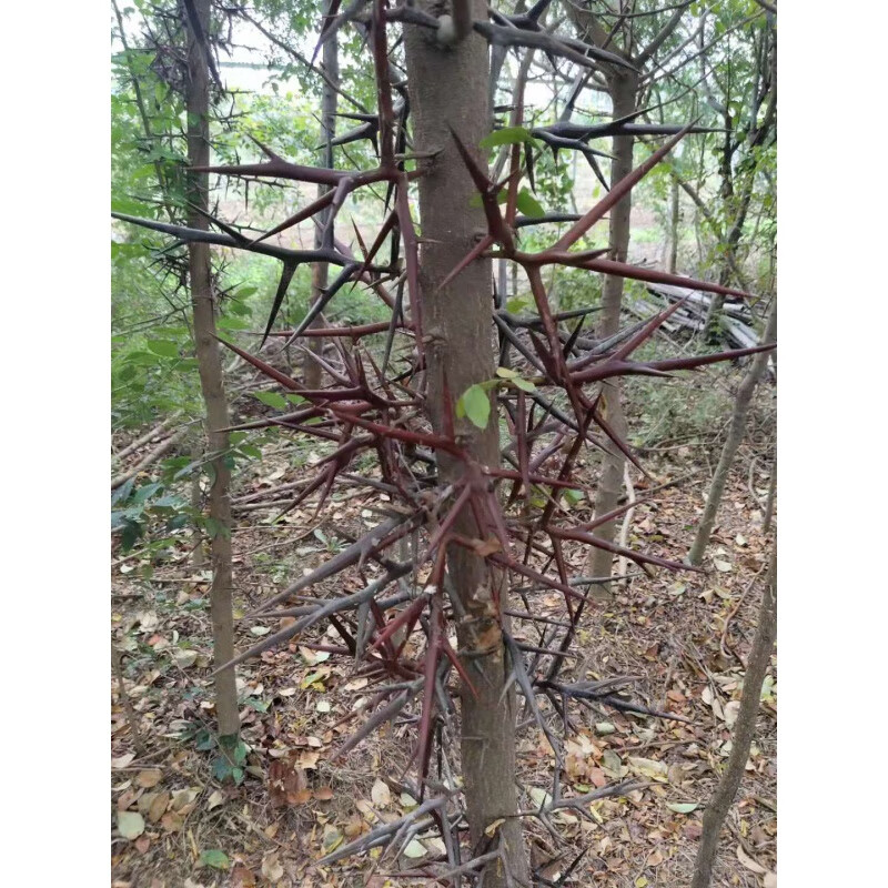 糜岚(mielanat)皂角树苗皂角苗规格齐全带土发货现挖现卖皂角刺 皂角