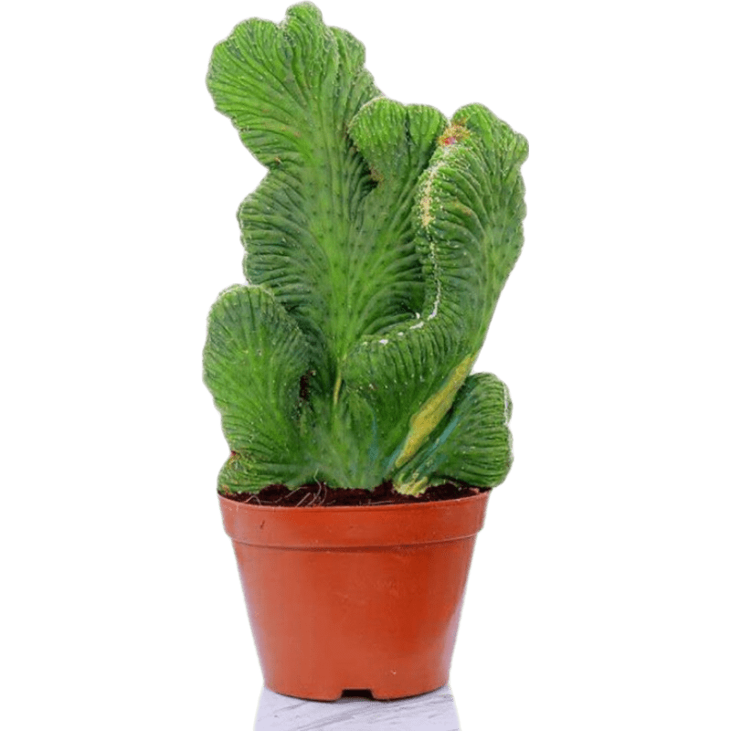 ��������������������ȩֲ���������辰��ָɽ�������� ��ָɽ ��21-30cm ������