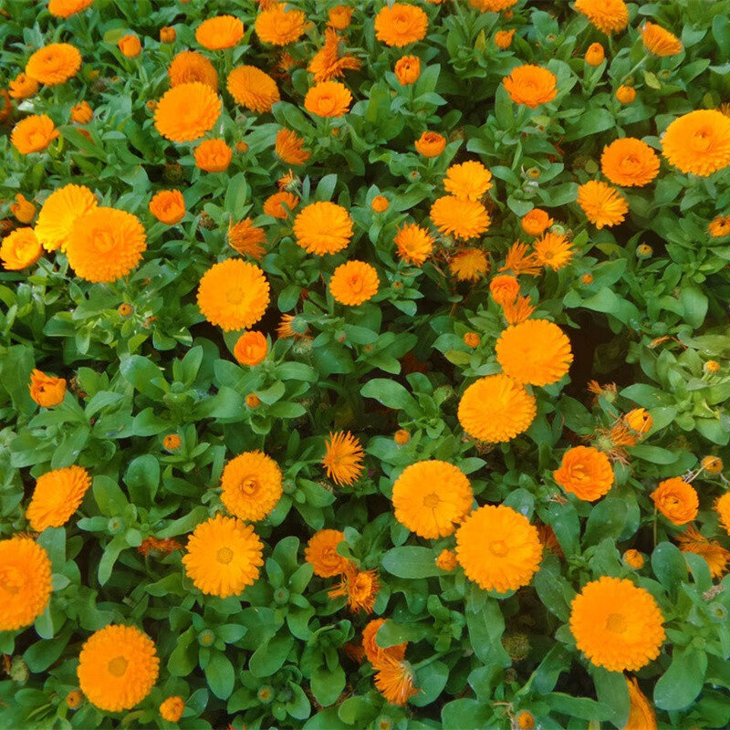 网络花草林木类商品历史价格查询|花草林木类价格走势图